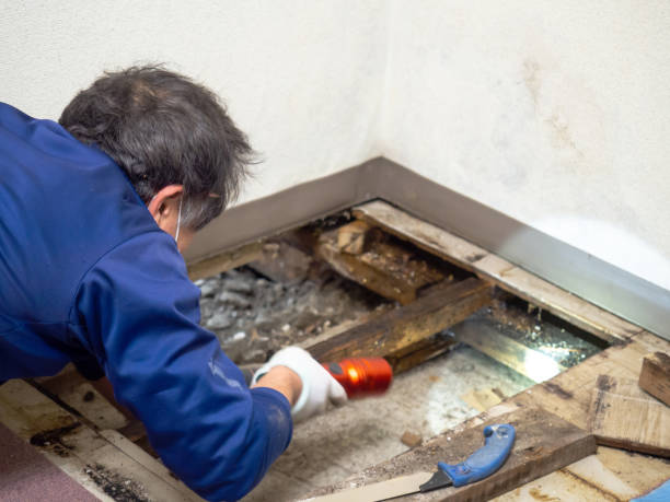 Best Same-Day Mold Removal  in Pineland, TX