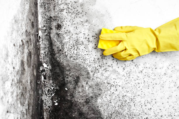 Best Certified Mold Removal  in Pineland, TX