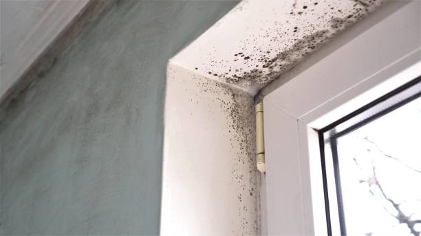 Best Home Mold Removal  in Pineland, TX