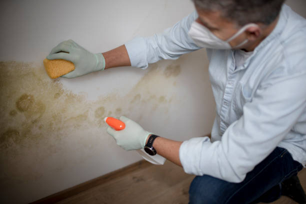 Best Mold Testing  in Pineland, TX
