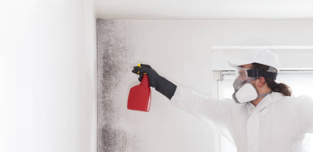 Best Office Mold Removal Services  in Pineland, TX