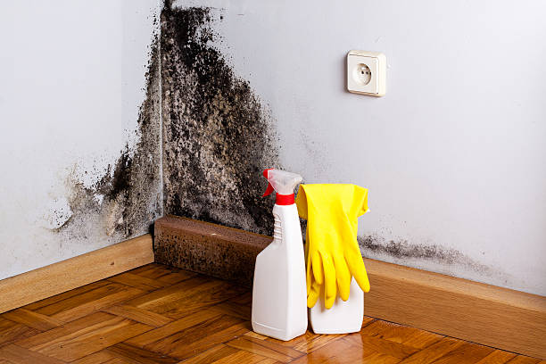 Best Mold Removal and Inspection  in Pineland, TX