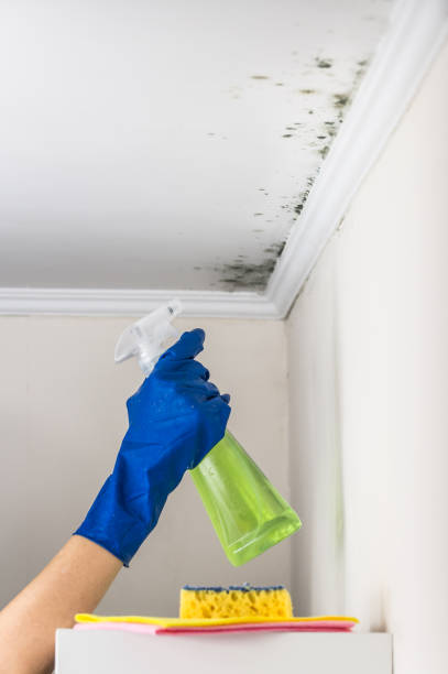 Home Mold Removal in Pineland, TX